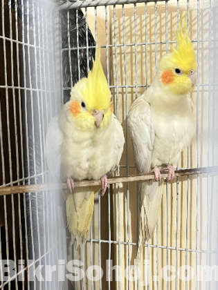 Cocktail running pair